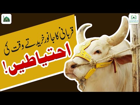 Qurbani Ka Janwar Khareedne Se Pehle Ye Video Zaroor Dekhen